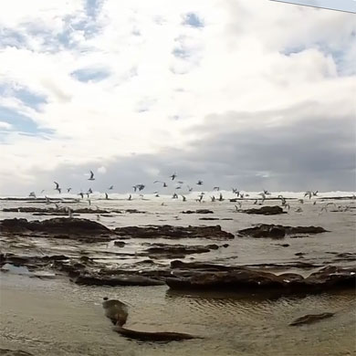 Seabirds on the Wild Coast