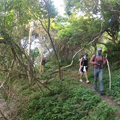 Hikers walking through indigenous forest